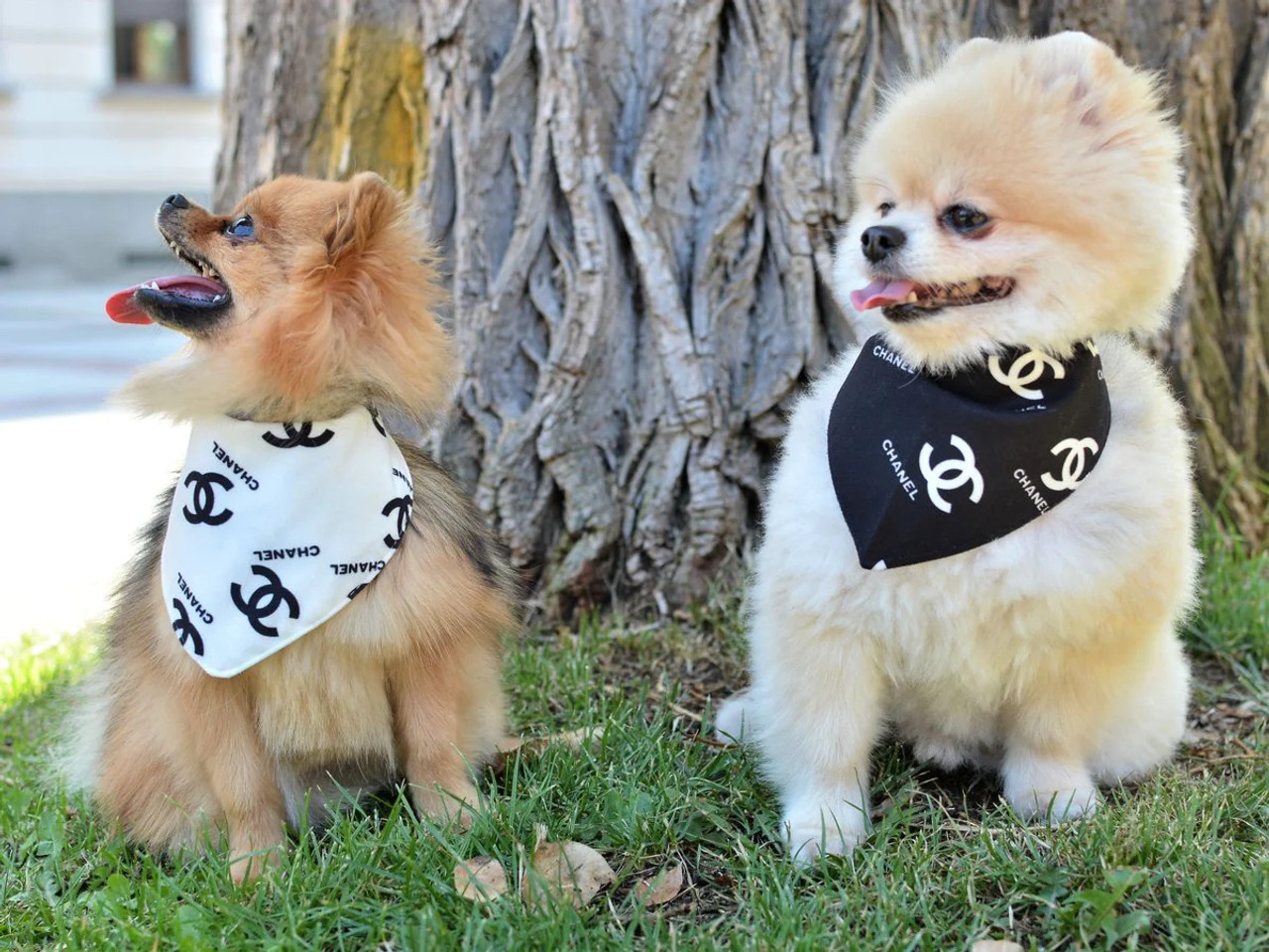 CHEWNEL DOG AND CAT BANDANA