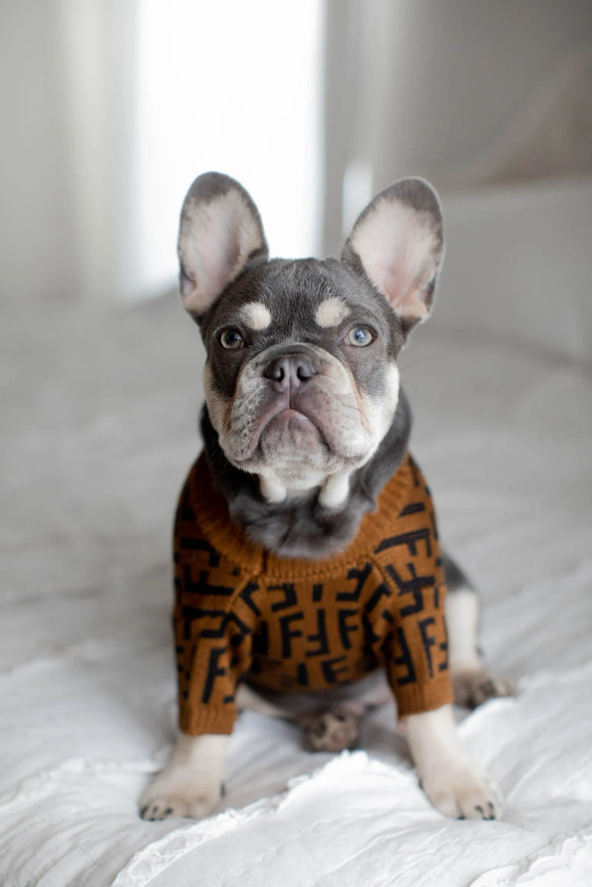 Louis Pawtton Designer Dog Sweater