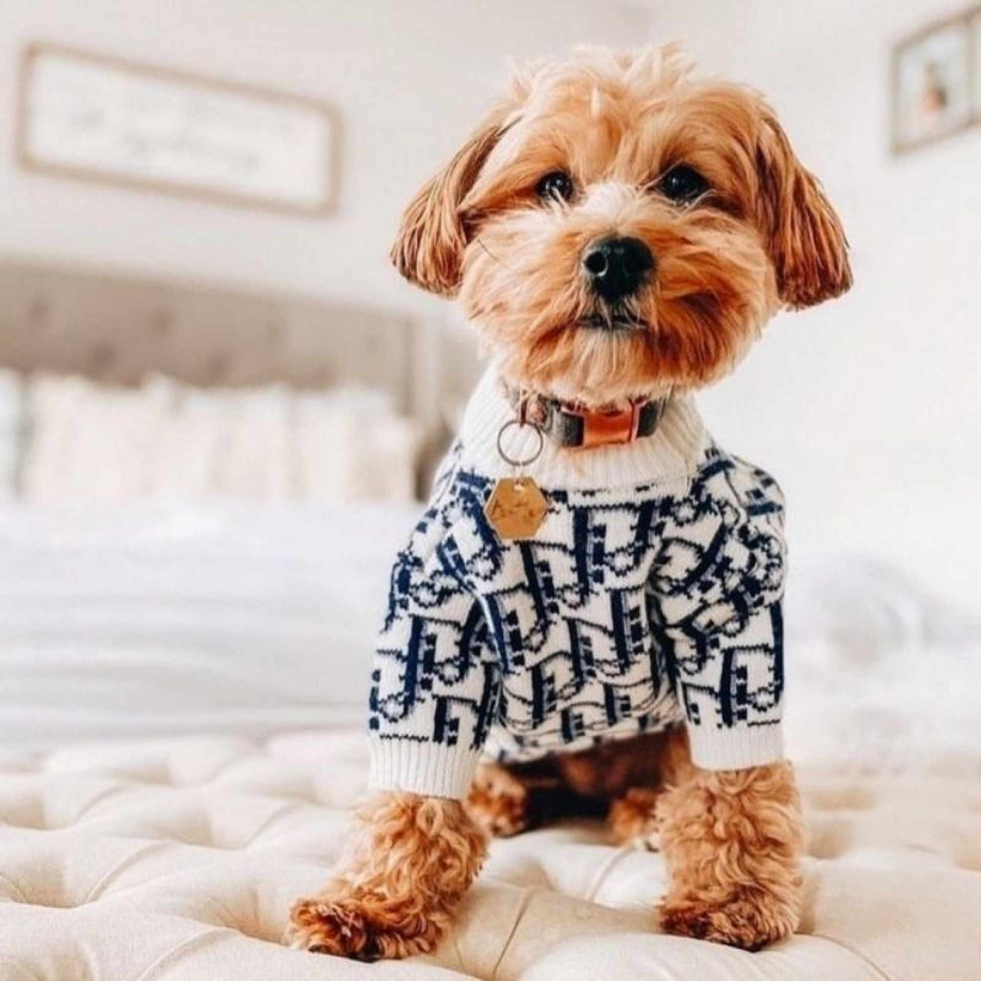 .com: Louis Vuitton Dog Sweater