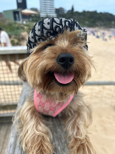 nicole-and-baby-dior-beret-hat-blue-dog-pet-luxury-boutique nicole-and-baby-dior-beret-hat-blue-dog-pet-luxury-boutique