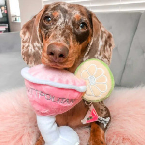 nicole-and-baby-COSMUTTPOLITAN-toy-dog-clothes-pets-accessories-outfits-sydney-australia nicole-and-baby-COSMUTTPOLITAN-toy-dog-clothes-pets-accessories-outfits-sydney-australia