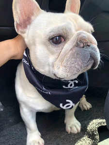 nicole-and-baby-chanel-chewnel-collar-white-bandana-puppy-black-dog-pet-luxury-boutique nicole-and-baby-chanel-chewnel-collar-white-bandana-puppy-black-dog-pet-luxury-boutique