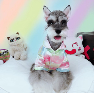 Cavalier King Charles Spaniel puppy, Chewy Vuitton dog bed, cute dog toys  (chewnel n5, jimmy chew, cosmuttpolitan)