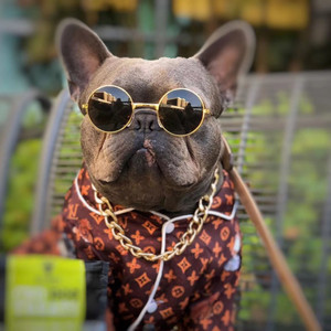 frenchie louis vuitton jacket｜TikTok Search