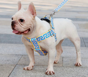 versace-dog-harness-leash-lead-walking-collar-blue-puppy versace-dog-harness-leash-lead-walking-collar-blue-puppy