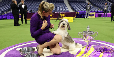 Exclusive Look at the 148th Annual Westminster Kennel Club Dog Show  Exclusive Look at the 148th Annual Westminster Kennel Club Dog Show