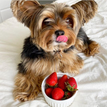 6 Fruits and Veggies You Can Give Your Pet to Cool Them Down This Summer