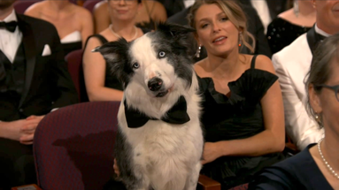 ​Hollywood Glamour Meets Pet Fashion: Messi's Oscars Style Revealed!