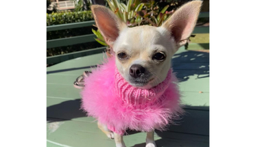 10 Dog Breeds That Need Winter Clothes: Keeping Your Furry Friends Warm in Style  10 Dog Breeds That Need Winter Clothes: Keeping Your Furry Friends Warm in Style