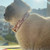 nicole-and-baby-dior-collar-bandana-dog-pet-luxury-boutique-red-cat-png