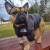 the-dog-face-jacket-puffer-nicole-and-baby-luxury-pet-boutique-puppy-size-chart