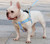 versace-dog-harness-leash-lead-walking-collar-blue-puppy