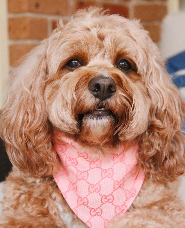 nicole-and-baby-gucci-pucci-pet-pink-bandana-dog-pet-luxury-boutique