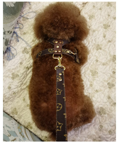 Chewing Dogior Monogram Harness & Leash