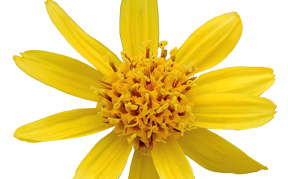 arnica