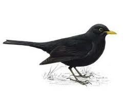 blackbird