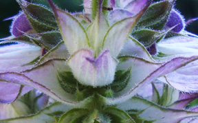 Clary Sage