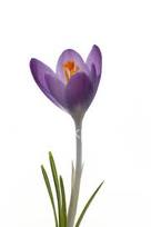 crocus