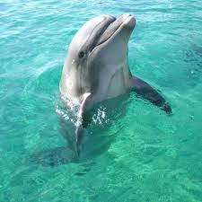 dolphin