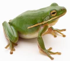 frog