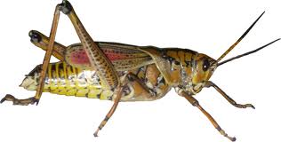 grasshopper