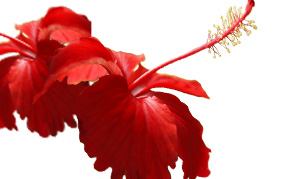 HIBISCUS