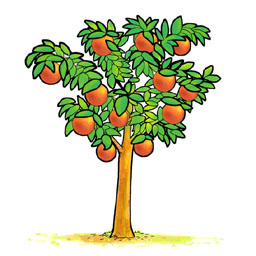 orange-tree