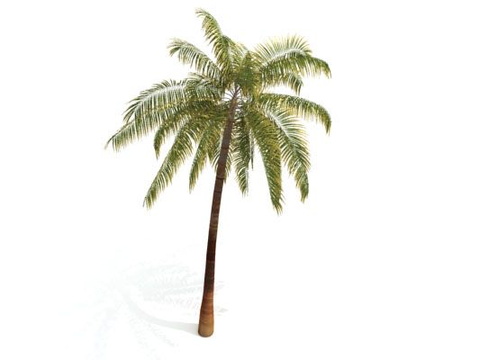 palm