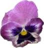 pansy