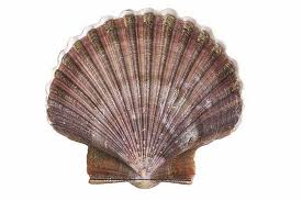 scallop-shell