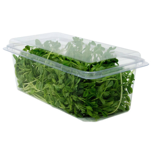 1LB Vented Hinged Plastic Grape, Tomato containers - 500/Case