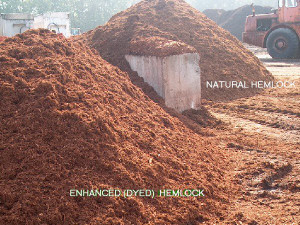 dyed red hemlock mulch (front); natural red hemlock mulch (rear) dyed red hemlock mulch (front); natural red hemlock mulch (rear)