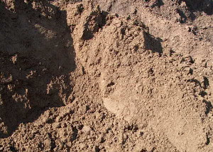 Screened loam and compost. Sunlight makes it look lighter than it is. Screened loam and compost. Sunlight makes it look lighter than it is.