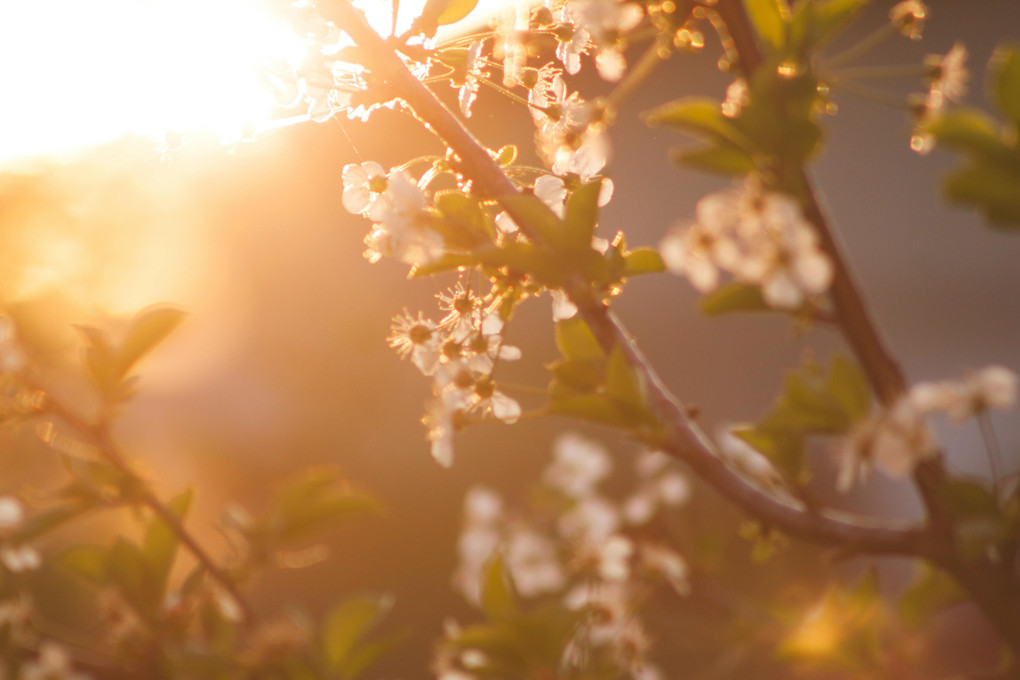 Alleviate Sinus Pain & Hay Fever with Pure Essential Oils