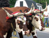 Ox Bell Straps - Ross Farm to Chester Basin