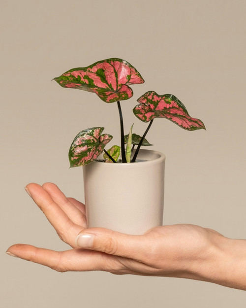 Caladium