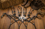 Buckstitch Center engraved Award Gladiator Breastcollar **Minimum 4***