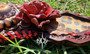 "Red Rose" Breastcollar