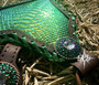 Emerald City Tack Set