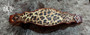 Cheetah Noseband***