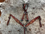 Floral tooled Red Inlay Tack Set** Floral tooled Red Inlay Tack Set**