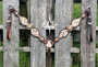 Copper Bronze Aztec Breastcollar ONLY
