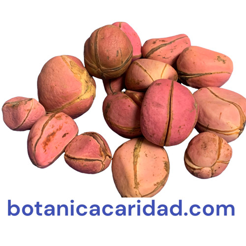 Kola Nut Obi Abata