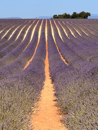 Lavender From Provence