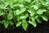 green leafy plant sprouts from the ground