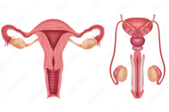 Understanding Sexual Anatomy