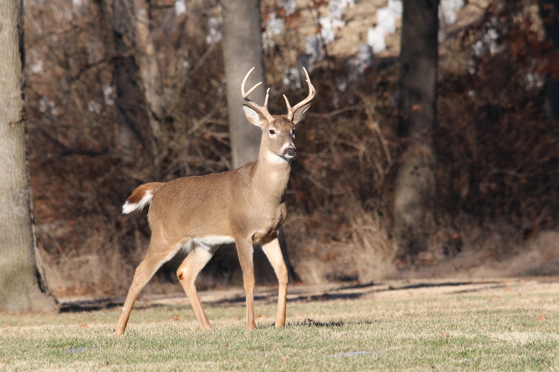 deer-g40f75775e-1920.jpg