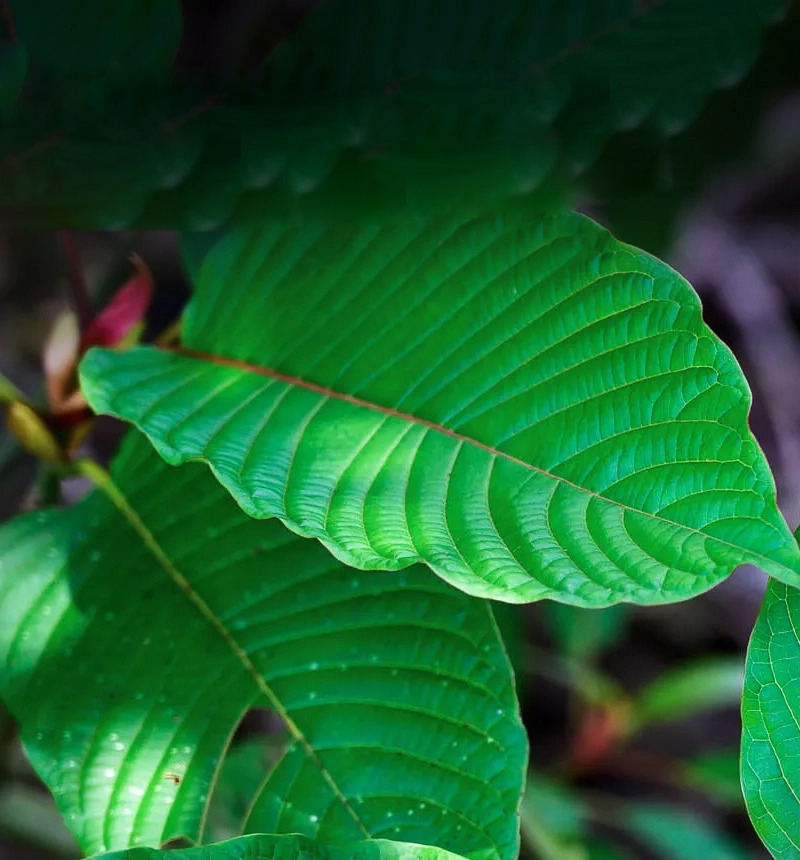 Kratom Leafs