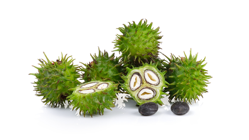 PURE CASTOR OIL