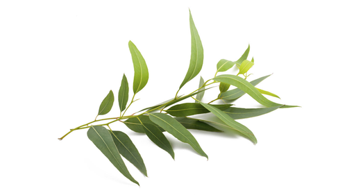 PURE EUCALYPTUS OIL